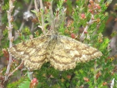 Common Heath (Ematurga atomaria)