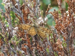 Lyngmåler (Ematurga atomaria)