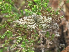 Common Heath (Ematurga atomaria)