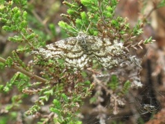 Lyngmåler (Ematurga atomaria)