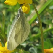 Skoghvitvinge (Leptidea sinapis)