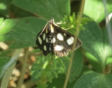 Gullrisengmott (Anania funebris)