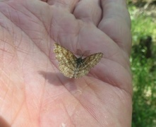 Common Heath (Ematurga atomaria)