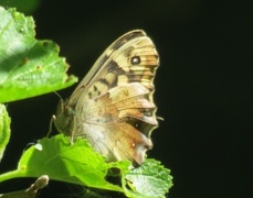 Speckled Wood (Pararge aegeria)