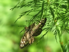 Speckled Wood (Pararge aegeria)
