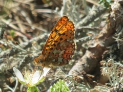 Pearl-bordered Fritillary (Boloria euphrosyne)