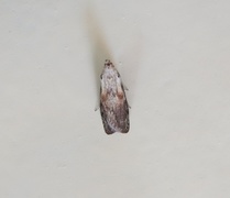 Bee Moth (Aphomia sociella)
