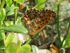 Pearl-bordered Fritillary (Boloria euphrosyne)
