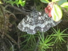 Argent & Sable (Rheumaptera hastata)
