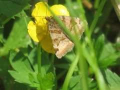Burnet Companion (Euclidia glyphica)