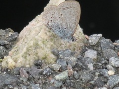 Small Blue (Cupido minimus)