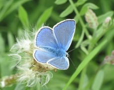 Sølvblåvinge (Polyommatus amandus)