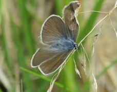 Mazarine Blue (Cyaniris semiargus)