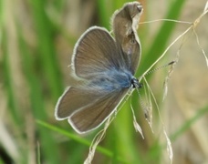 Engblåvinge (Cyaniris semiargus)