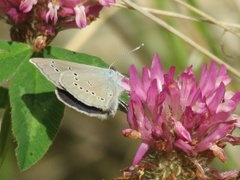 Mazarine Blue (Cyaniris semiargus)