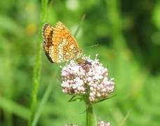 Heath Fritillary (Melitaea athalia)