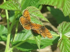 Heath Fritillary (Melitaea athalia)