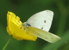 Small White (Pieris rapae)