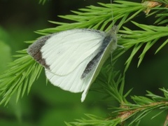 Stor kålsommerfugl (Pieris brassicae)