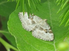 Hvit båndmåler (Xanthorhoe montanata)