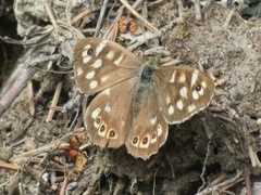 Speckled Wood (Pararge aegeria)