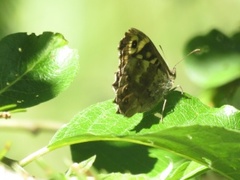 Speckled Wood (Pararge aegeria)