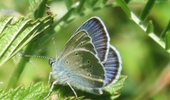 Mazarine Blue (Cyaniris semiargus)