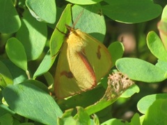 Clouded Buff (Diacrisia sannio)