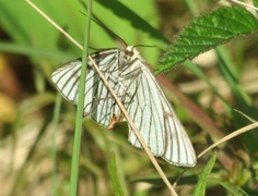 Black-veined Moth (Siona lineata)