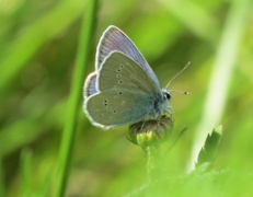 Mazarine Blue (Cyaniris semiargus)