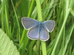 Mazarine Blue (Cyaniris semiargus)