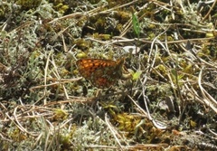Pearl-bordered Fritillary (Boloria euphrosyne)