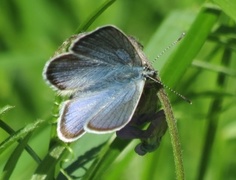 Mazarine Blue (Cyaniris semiargus)