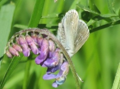 Mazarine Blue (Cyaniris semiargus)