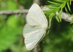 Common Wave (Cabera exanthemata)