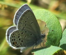 Sølvblåvinge (Polyommatus amandus)