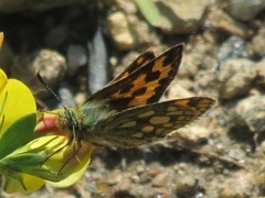 Northern Chequered Skipper (Carterocephalus silvicola)