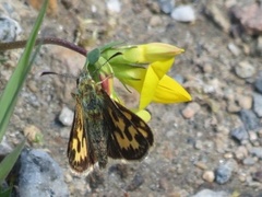 Northern Chequered Skipper (Carterocephalus silvicola)
