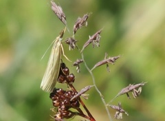 Pearl Veneer (Agriphila straminella)