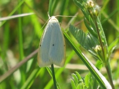 Four-dotted Footman (Cybosia mesomella)