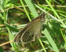 Ringlet (Aphantopus hyperantus)
