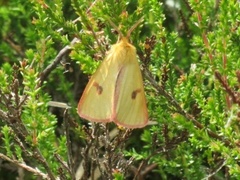 Rødfrynset bjørnespinner (Diacrisia sannio)