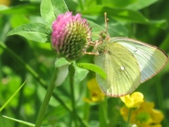 Moorland Clouded Yellow (Colias palaeno)