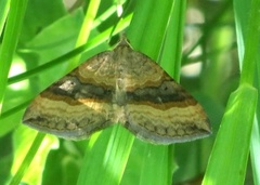 Brun båndmåler (Xanthorhoe quadrifasiata)