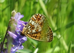 Small Pearl-bordered Fritillary (Boloria selene)