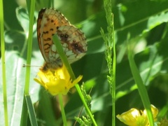 Lesser Marbled Fritillary (Brenthis ino)