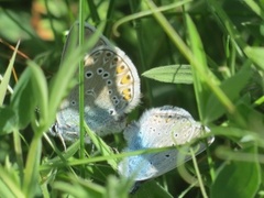 Sølvblåvinge (Polyommatus amandus)