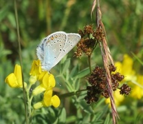 Sølvblåvinge (Polyommatus amandus)