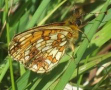 Small Pearl-bordered Fritillary (Boloria selene)