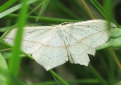 Grå syremåler (Timandra griseata)